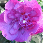 Hibiscus syr. 'Sanchonyo' 125-150 cm met kluit struik
