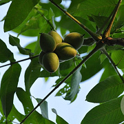 Juglans mandshurica 150-175 cm wortelgoed