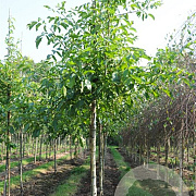 Juglans r. 'Nr 509' 8-10 HO draadkluit
