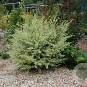 Ligustrum ibota Musli 200-250 cm draadkluit struik