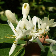 Lonicera tatar. 'Alba' 6-8 HO draadkluit