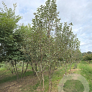 Malus 'Evereste' 400-450 cm draadkluit meerstammig 200-250 diameter