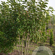 Magnolia soulangeana 200-250 cm draadkluit meerstammig 160-180 cm diameter