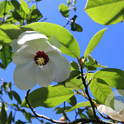Magnolia wilsonii 400-450 cm draadkluit struik