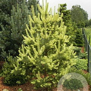Pinus sylv. 'Candlelight' 300-350 cm draadkluit solitair
