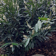 Prunus l. 'Herbergii' 100-125 cm met kluit struik meerstammig