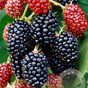 Rubus frut. 'Merton Thornless' 100-125 cm 10L met stok