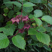 Rubus lasiostylus 40-60 cm 5,0L