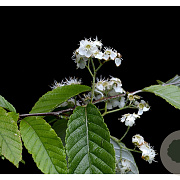 Sorbus folgneri 'Emiel' 200-250 cm 10L