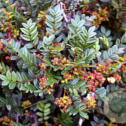 Sorbus reducta 40-60 cm 5,0L