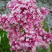 Syringa Tinkerbelle 175-200 cm draadkluit struik op Stam