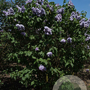 Syringa v. Hope 200-250 cm draadkluit struik