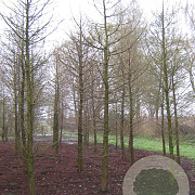 Taxodium distichum 800-900 cm draadkluit solitair