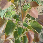 Tilia henryana 'Arnold Select' 100-125 cm wortelgoed