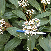 Viburnum cinnamomifolium 150-175 cm 40L struik