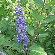 Vitex 'Daniel Searle' 125-150 cm met kluit struik