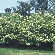 Viburnum lentago 250-300 cm draadkluit struik 175-200 diameter