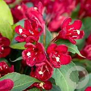Weigela 'Slingco 2' 40-60 cm 15L