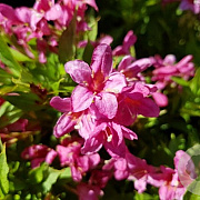 Weigela 'TVP2' 60-80 cm 15L