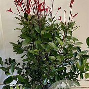 Photinia fraseri 'Red Robin' 100-125 cm met kluit