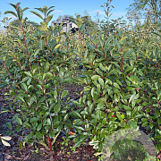 Photinia fraseri 'Red Robin' 125-150 cm met kluit