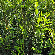 Prunus l. 'Herbergii' 125-150 cm met kluit