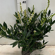 Prunus l. 'Otto Luyken' 30-40 cm met kluit