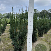 Taxus media 'Hicksii' 80-100 cm met kluit