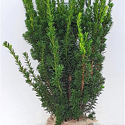 Taxus media 'Hillii' 50-60 cm met kluit