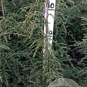 Tsuga canadensis 80-100 cm met kluit