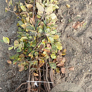 Fagus sylvatica 60-80 cm wortelgoed 1/2