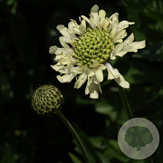 Cephalaria alpina GM P9