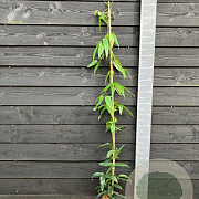 Clematis arm. 'Apple Blossom' 150-175 cm vierkant rond 5,5L