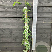 Clematis armandii 150-175 cm vierkant rond 5,5L