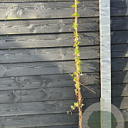 Clematis cirrhosa 'Jingle Bells' 150-175 cm vierkant rond 5,5L