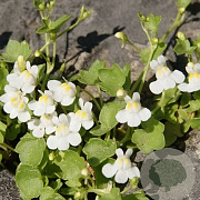 Cymbalaria pallida 'Alba' GM P9