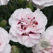 Dianthus 'Cranmere Pool' GM P9