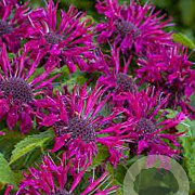 Monarda Bee You Bee-true GM P9