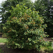 Viburnum opulus 175-200 cm draadkluit struik op Stam