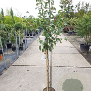 Pyrus c. 'Gieser Wildeman' halfstam 7,5L