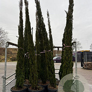 Cupressus sempervirens 300-350 cm container meerstammig