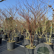 Cornus alternifolia 200-250 cm cont. 110L MPS