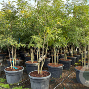 Gleditsia triacanthos inermis 250-300 cm cont. 110L meerstammig