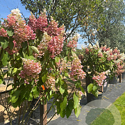 Hydrangea pan. Pinky Winky 125-150 cm cont. 70L meerstammig solitair