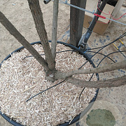 Koelreuteria paniculata 200-250 cm cont. 110L MPS