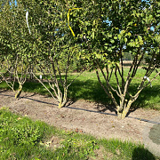 Prunus incisa 'Yamadei' 175-200 cm draadkluit meerstammig