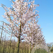 Prunus 'Pandora' 12-14 HO draadkluit