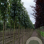 Prunus ser. 'Amanogawa' 12-14 HO draadkluit