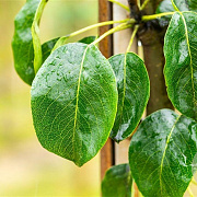 Pyrus c. 'Beech Hill' 16-18 HO draadkluit