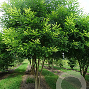 Styphnolobium japonicum 350-400 cm draadkluit meerstammig